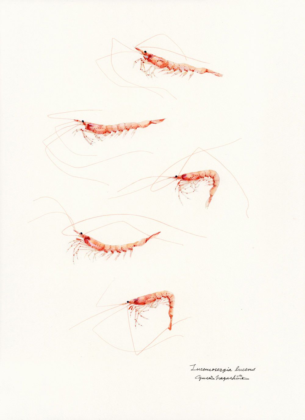 Gorgeous Marine Animal Watercolors By Yusei Nagashima 10