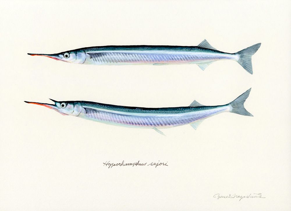 Gorgeous Marine Animal Watercolors By Yusei Nagashima 13