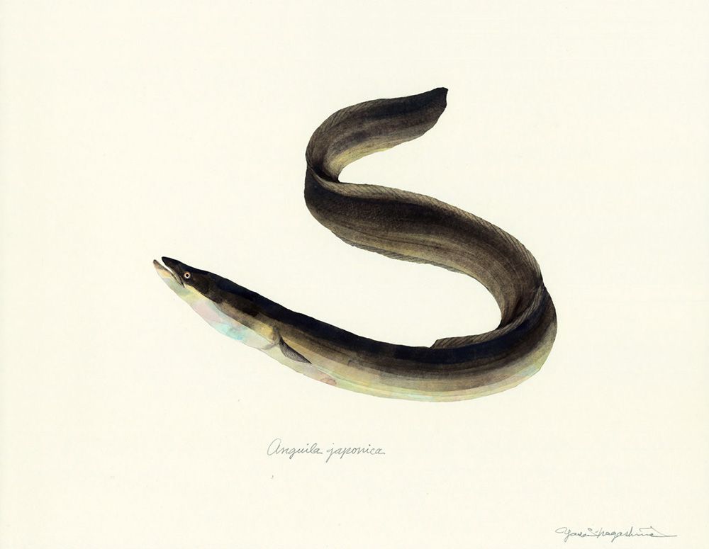 Gorgeous Marine Animal Watercolors By Yusei Nagashima 15