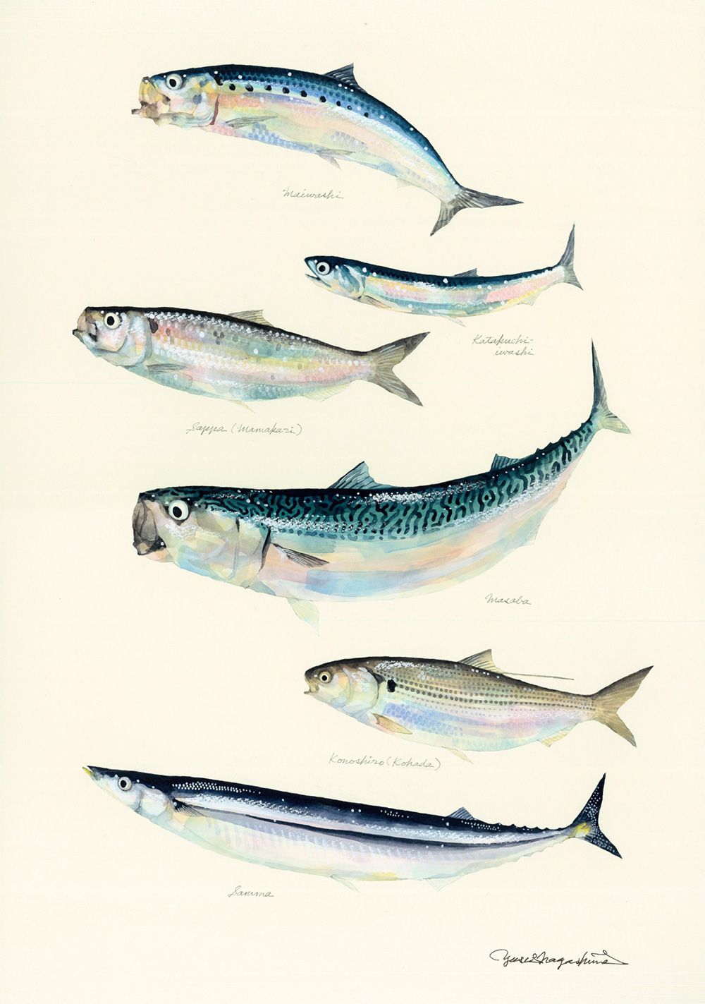 Gorgeous Marine Animal Watercolors By Yusei Nagashima 2