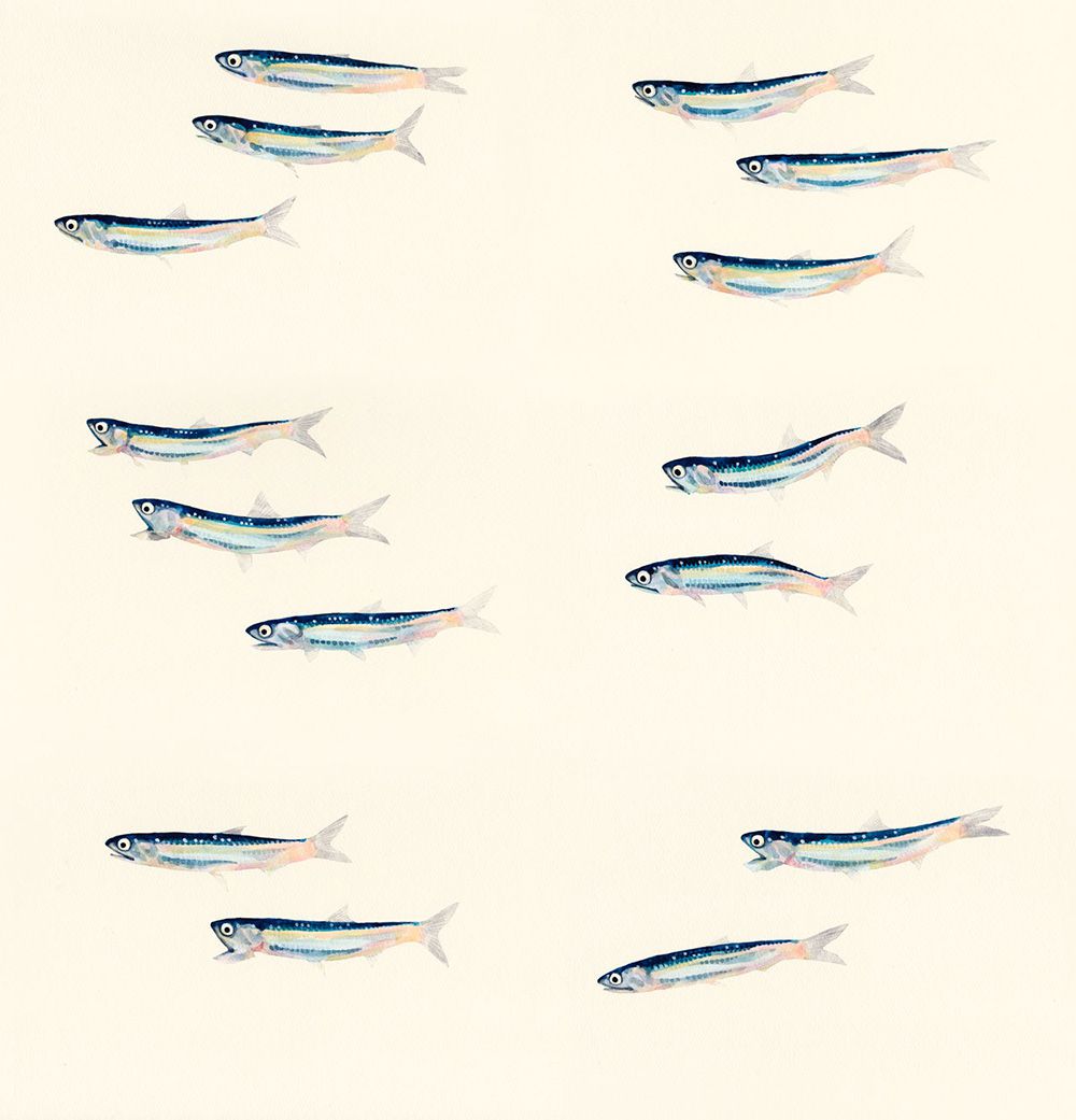 Gorgeous Marine Animal Watercolors By Yusei Nagashima 20