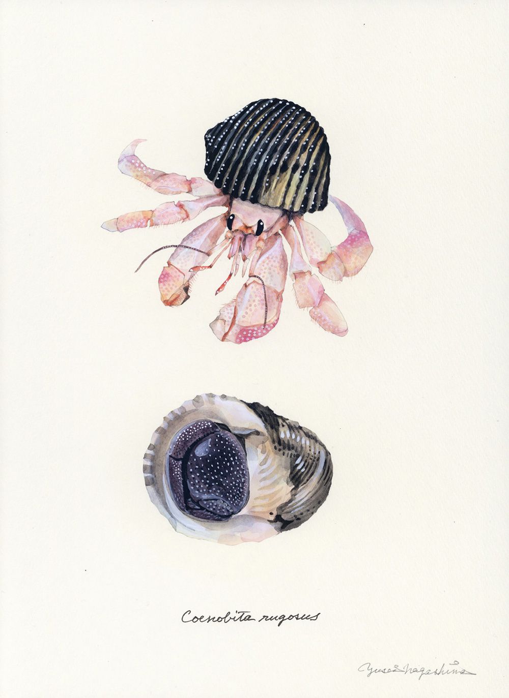 Gorgeous Marine Animal Watercolors By Yusei Nagashima 3