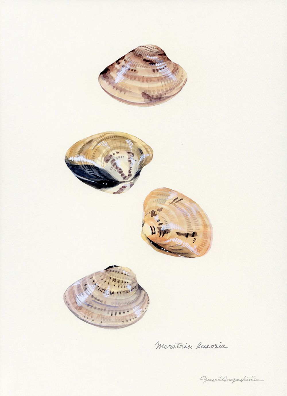 Gorgeous Marine Animal Watercolors By Yusei Nagashima 7