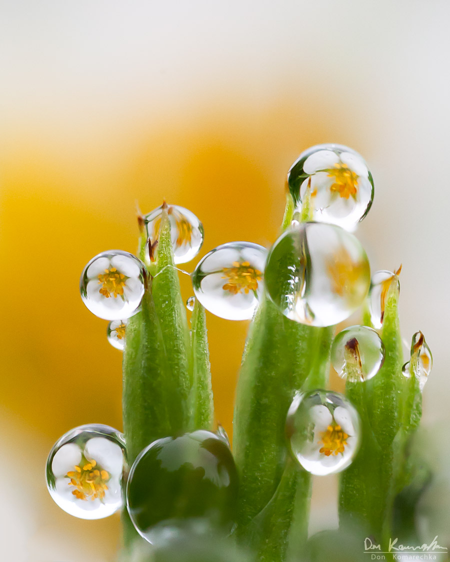 Hypnotizing Water Droplet Macro Photographs By Don Komarechka 10