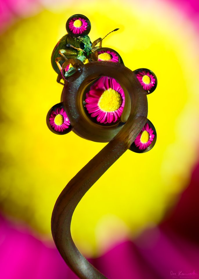 Hypnotizing Water Droplet Macro Photographs By Don Komarechka 4