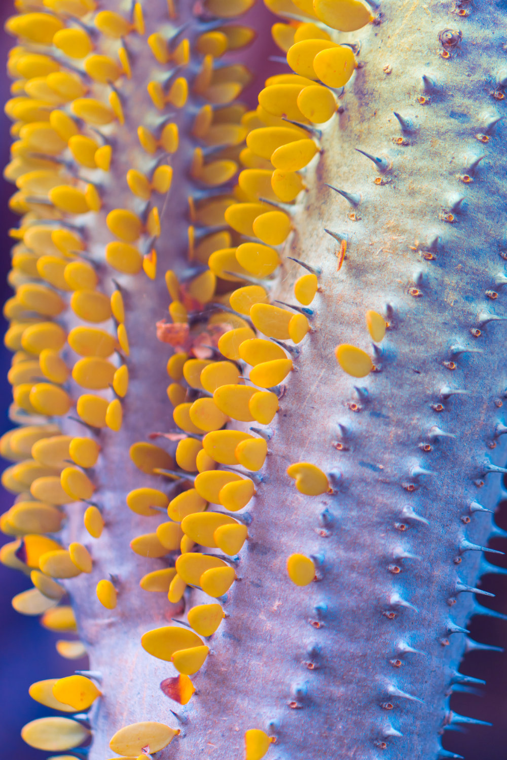 Suprachromacy Stunning Infrared Macro Photographs Of Canary Island Plants By Marcus Wendt 2