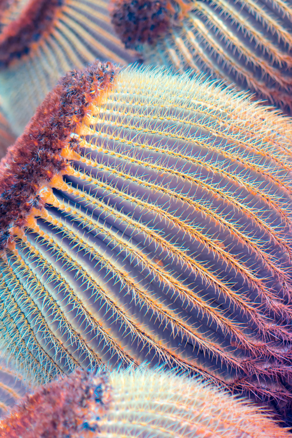 Suprachromacy Stunning Infrared Macro Photographs Of Canary Island Plants By Marcus Wendt 3