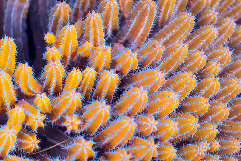 Suprachromacy Stunning Infrared Macro Photographs Of Canary Island Plants By Marcus Wendt 5