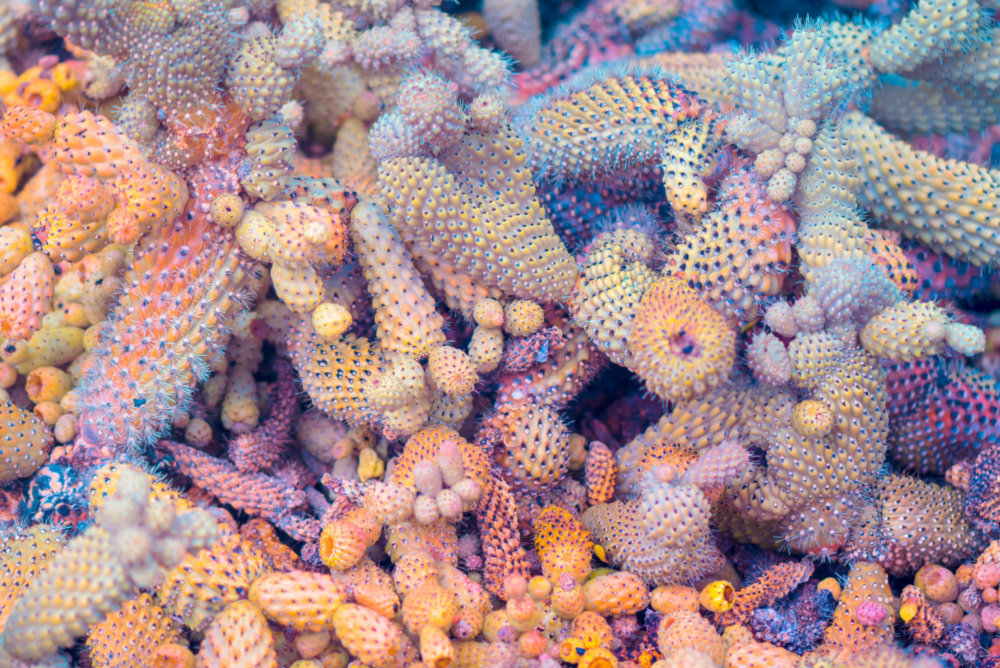 Suprachromacy Stunning Infrared Macro Photographs Of Canary Island Plants By Marcus Wendt 9