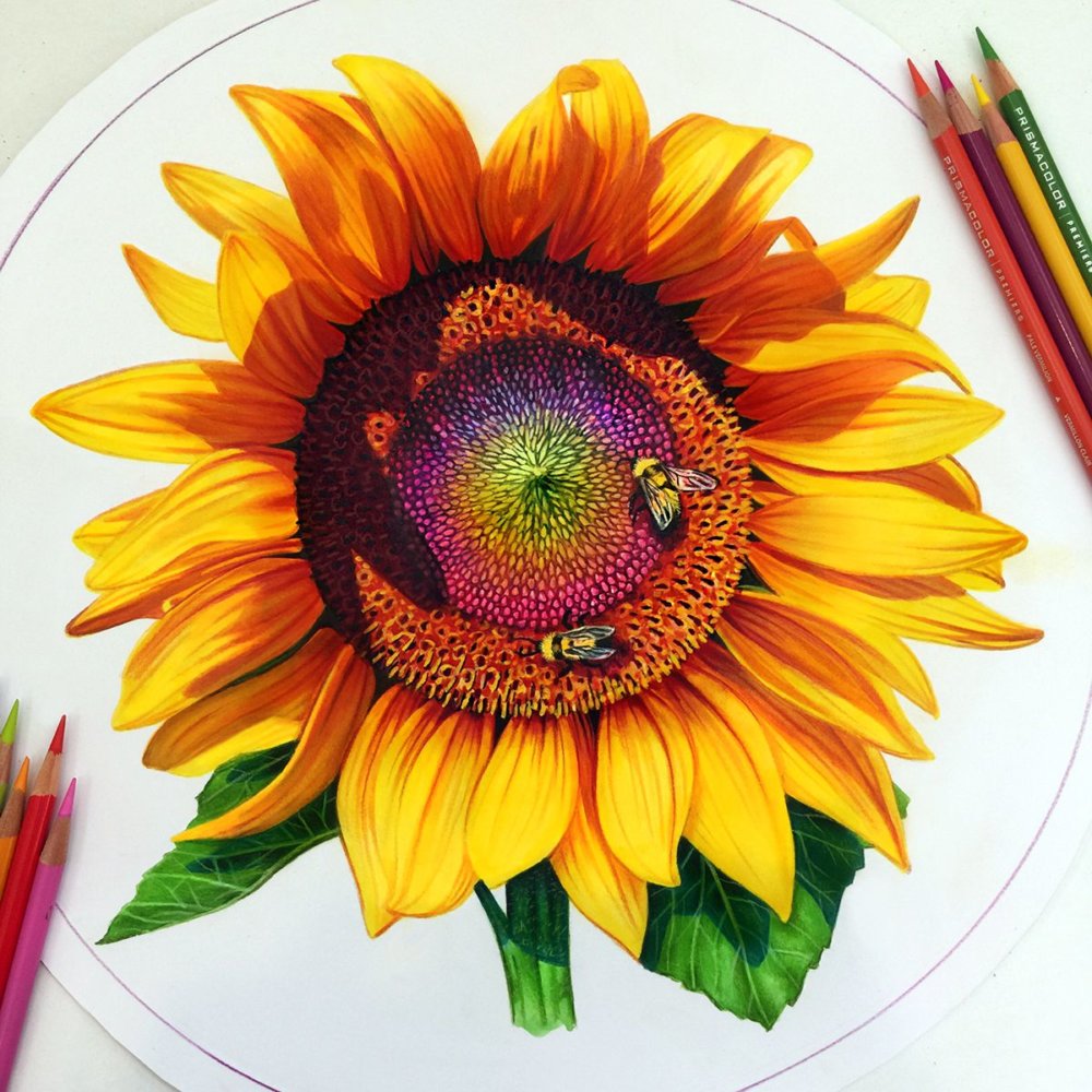Vibrant Pencil Drawings By Morgan Davidson 18