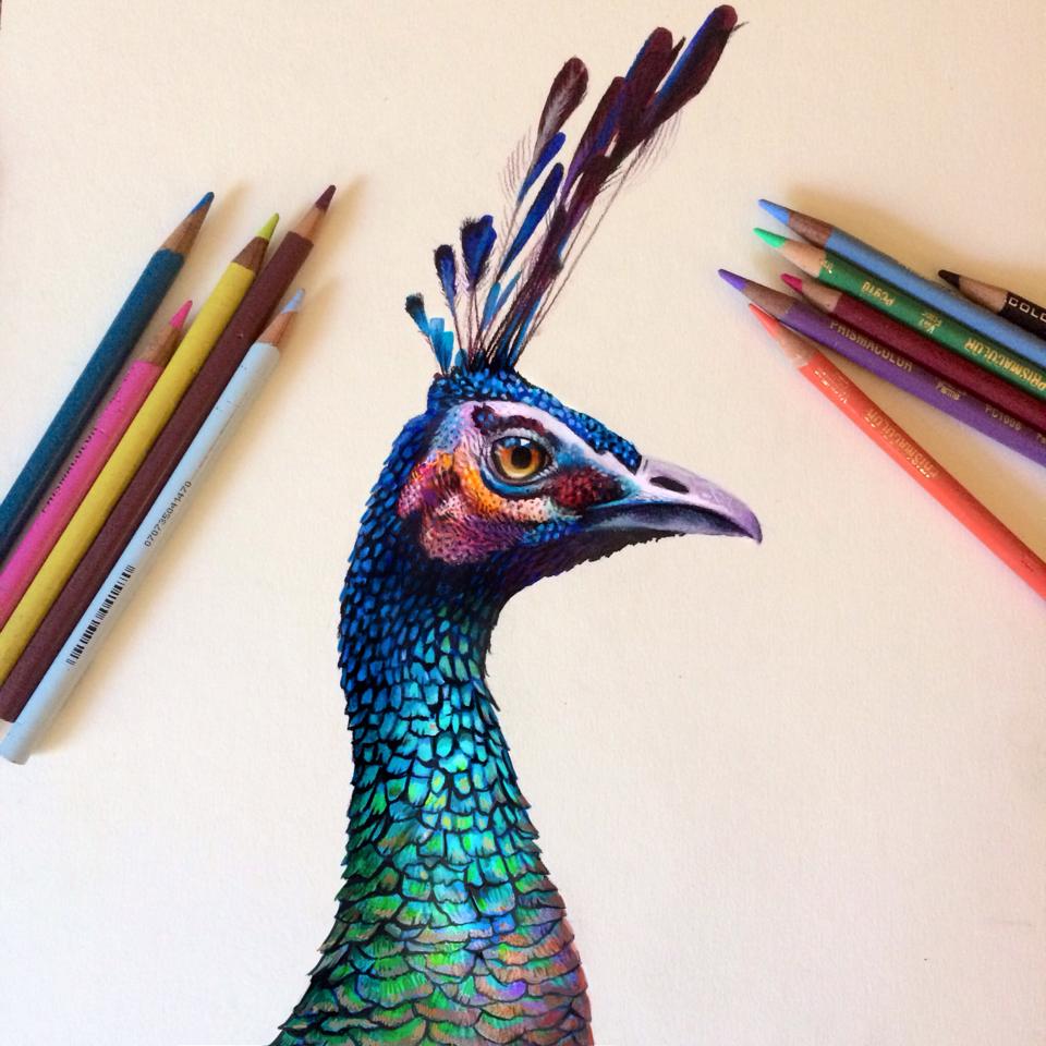 Vibrant Pencil Drawings By Morgan Davidson 5