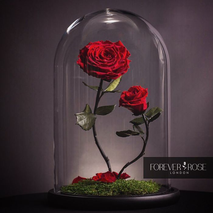 Beautiful Roses Preserved Underneath Glass Domes That Can Last For 3 Years By Forever Rose 13