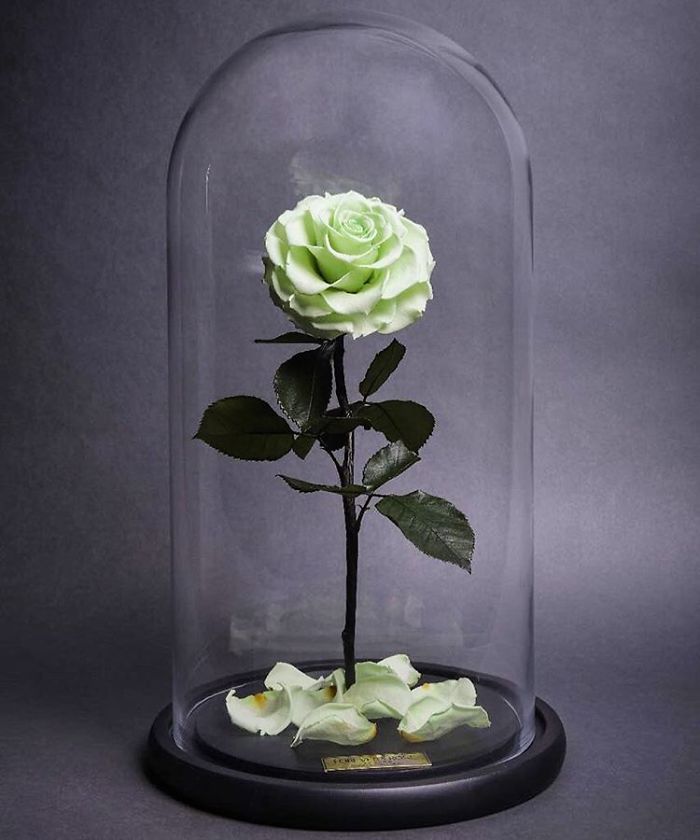 Beautiful Roses Preserved Underneath Glass Domes That Can Last For 3 Years By Forever Rose 21