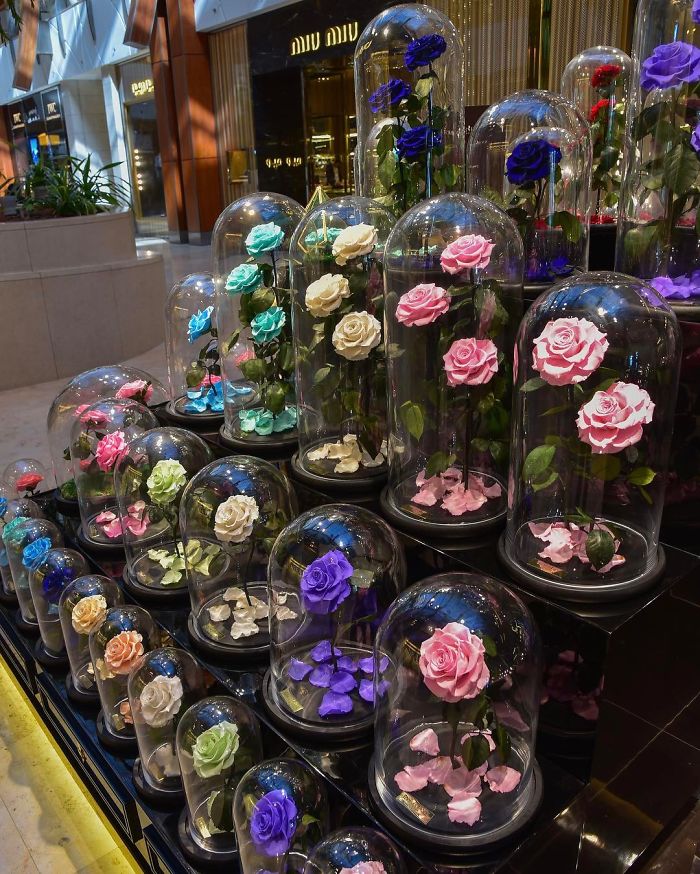 Beautiful Roses Preserved Underneath Glass Domes That Can Last For 3 Years By Forever Rose 23