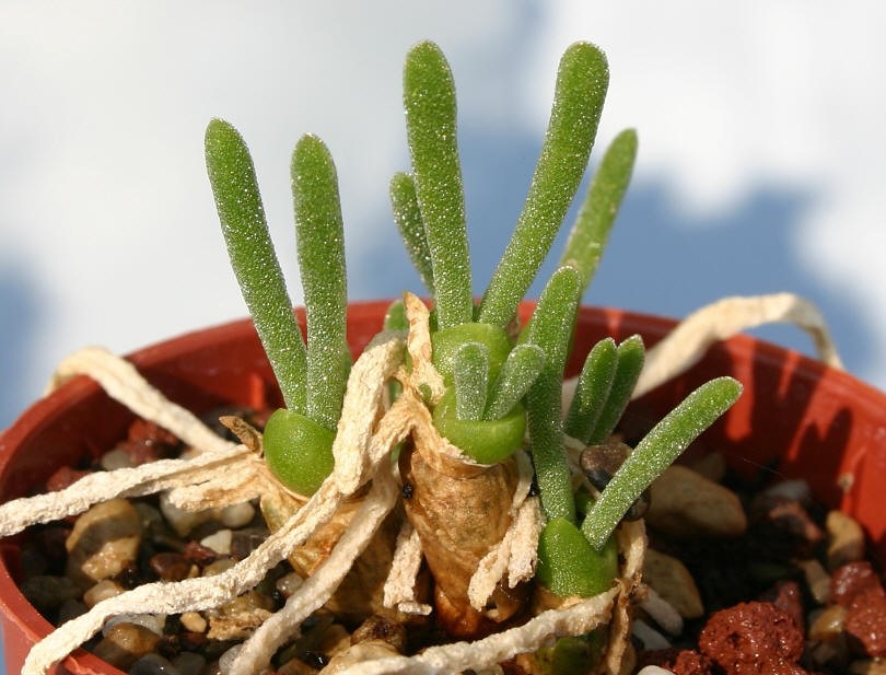 Monilaria Obconica The Cute Succulent Plant That Looks Like Little Buds Of Green Bunnies By Cactus Art