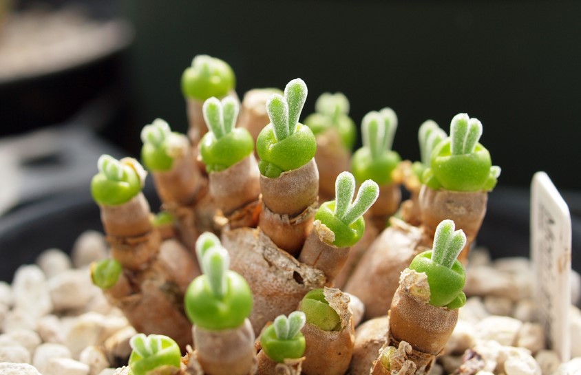 Monilaria Obconica The Cute Succulent Plant That Looks Like Little Buds Of Green Bunnies By Nabeya