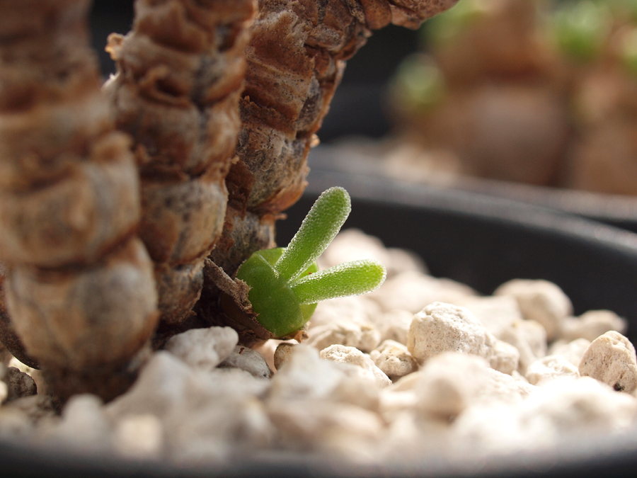 Monilaria Obconica The Cute Succulent Plant That Looks Like Little Buds Of Green Bunnies By Obconica Nabeya 3