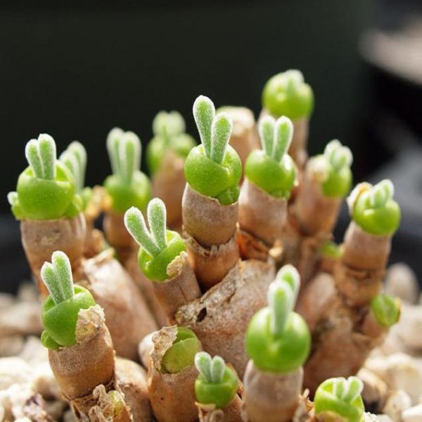 Monilaria Obconica The Cute Succulent Plant That Looks Like Little Buds Of Green Bunnies By Seeds Cactus