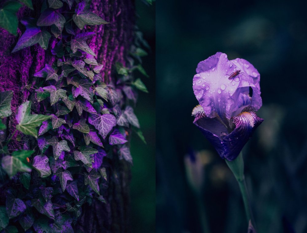 Neon Plants Stunning Photographic Series Of Plants Under Neon Lights By Erika Parfenova 2