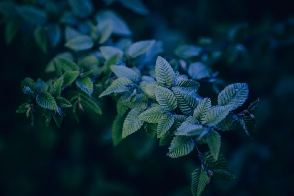 Neon Plants Stunning Photographic Series Of Plants Under Neon Lights By Erika Parfenova 3