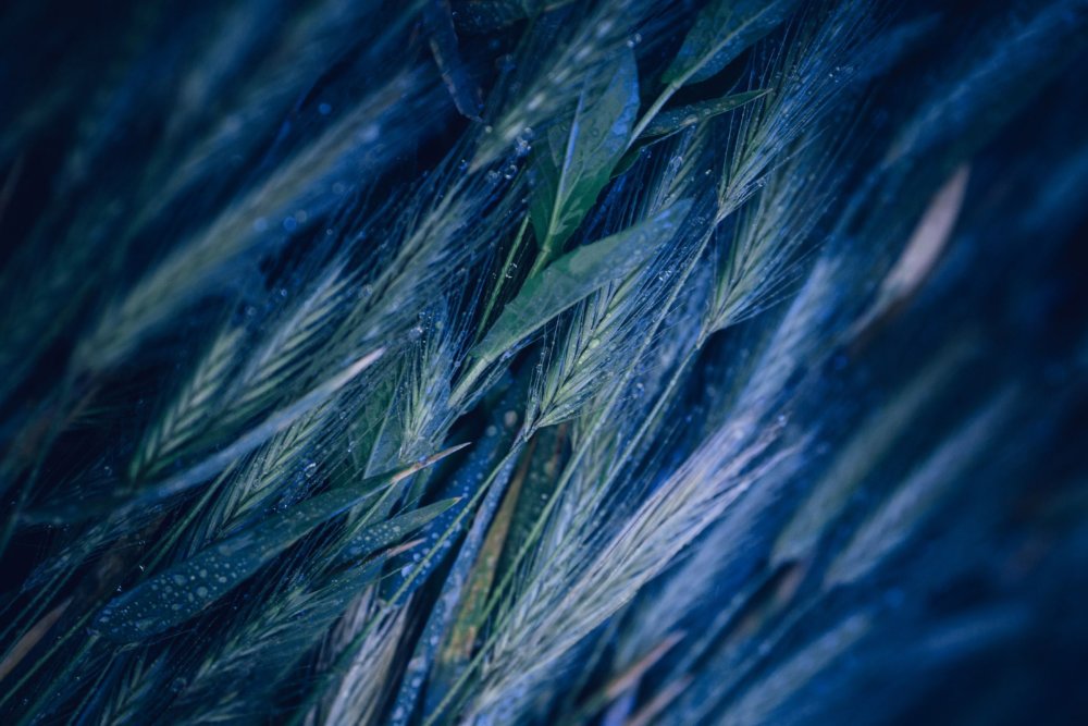 Neon Plants Stunning Photographic Series Of Plants Under Neon Lights By Erika Parfenova 5