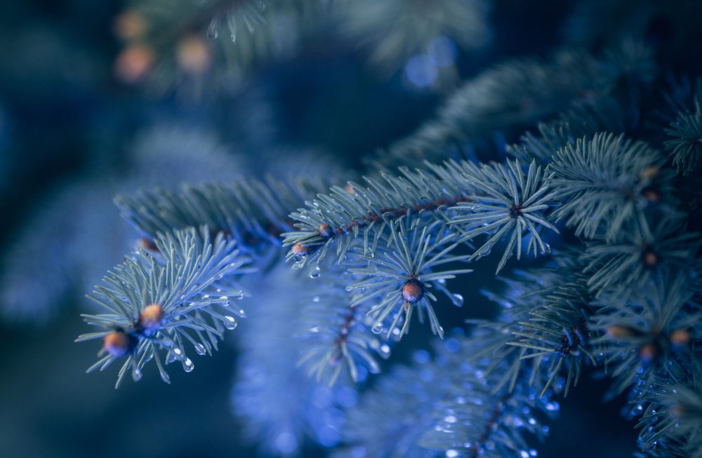 Neon Plants Stunning Photographic Series Of Plants Under Neon Lights By Erika Parfenova 7