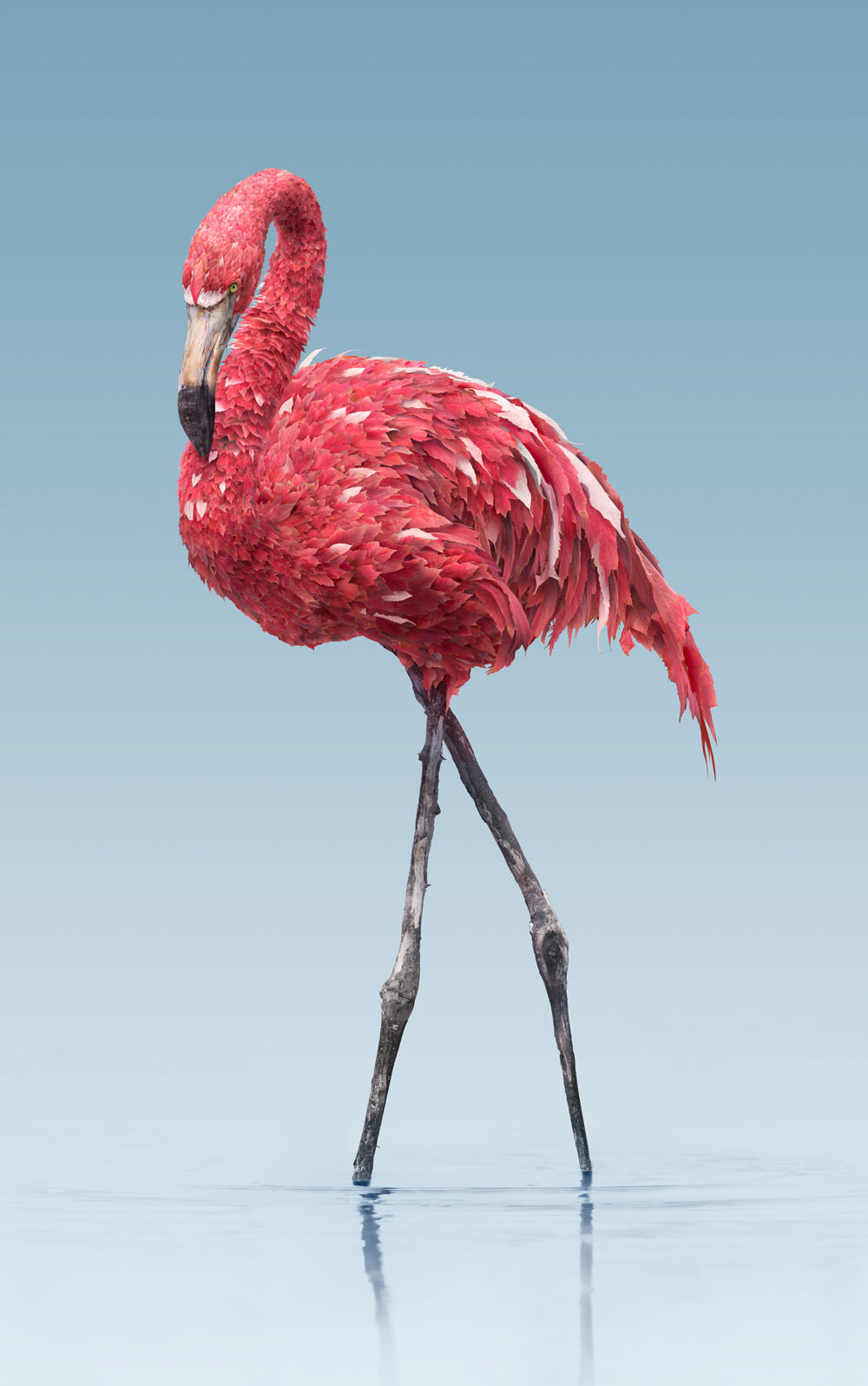 Pink Flamingos In Group