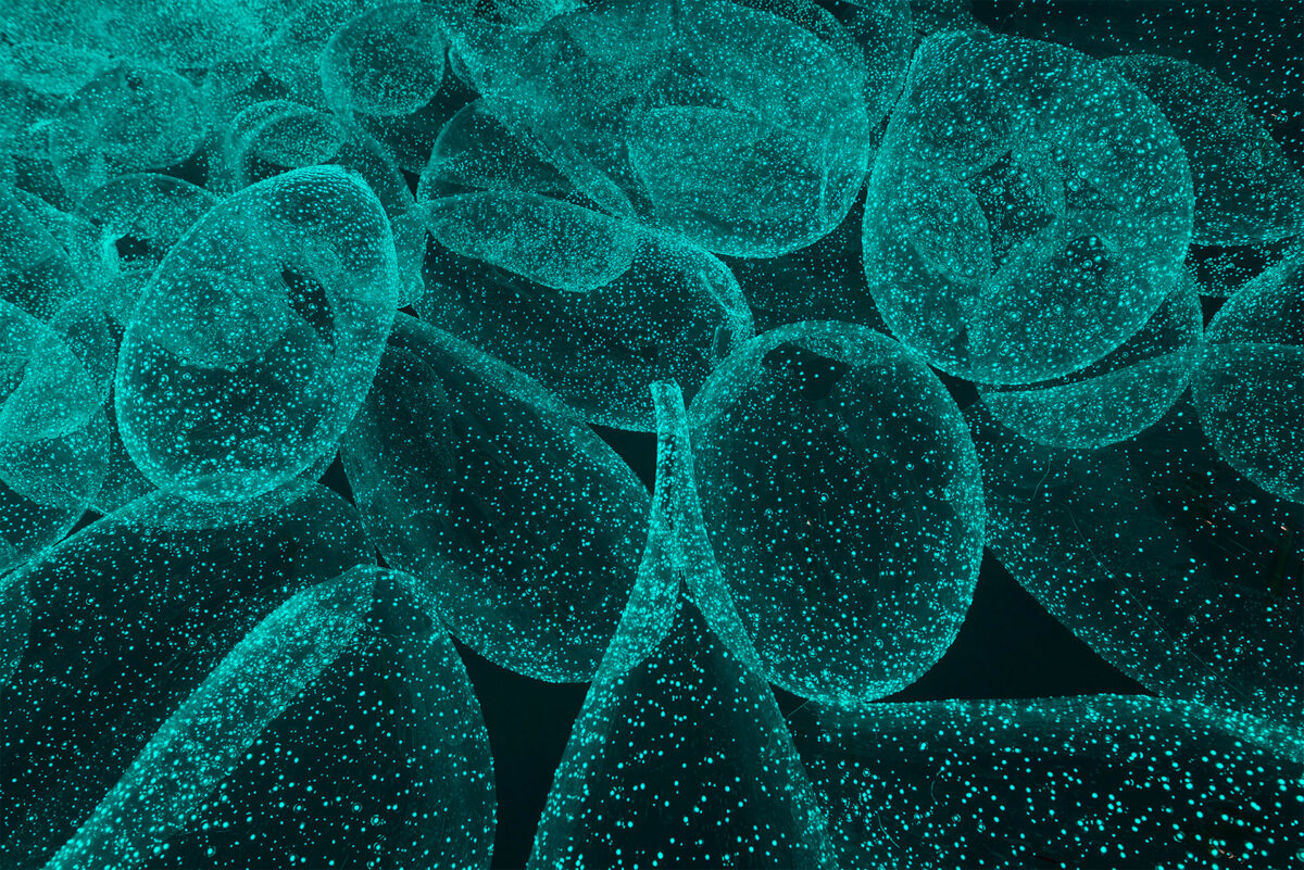 Liquid Sunshine Fascinating Glow In The Dark Glass Sculptures By Rui Sasaki 3