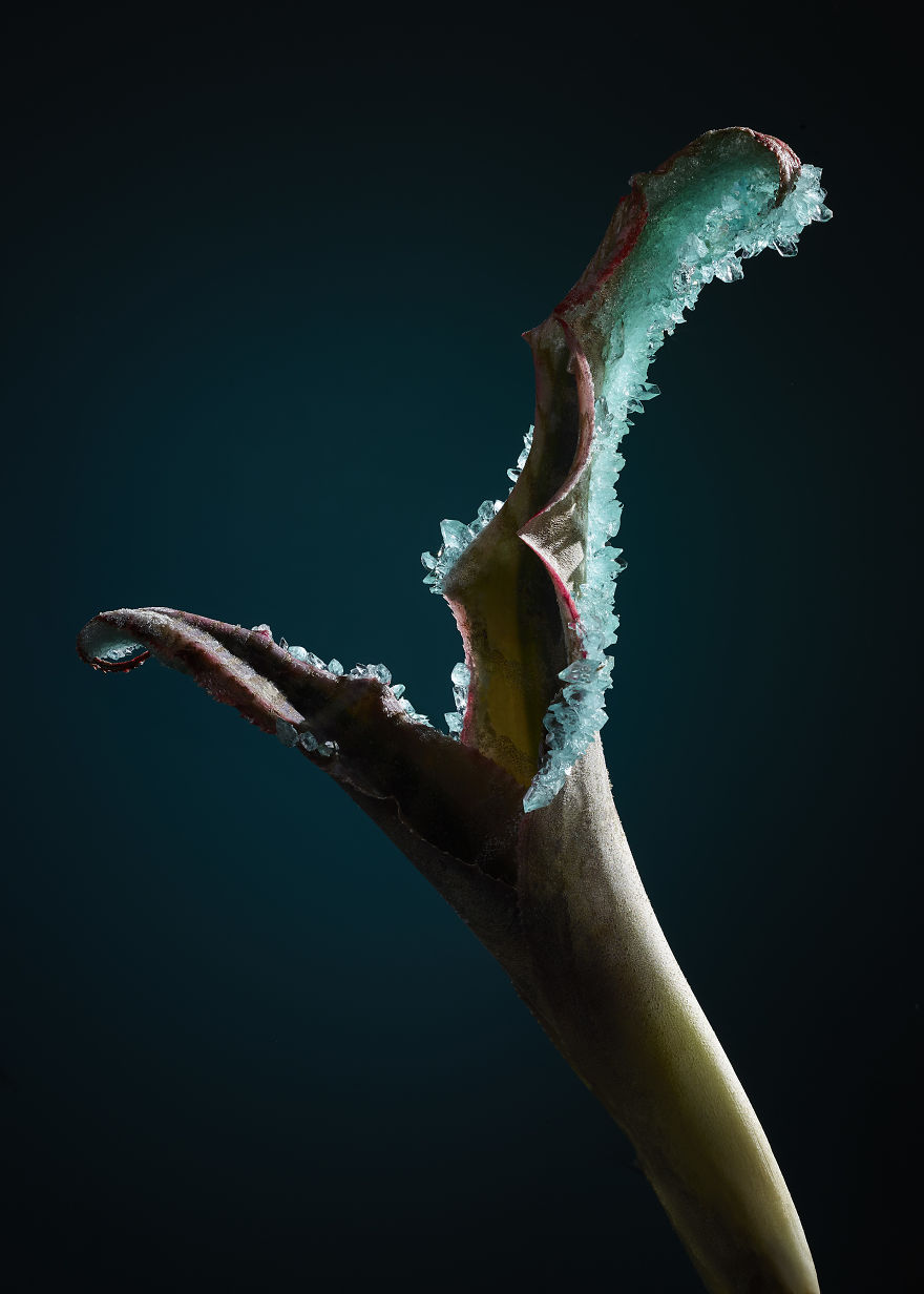 Flowers And Crystals Lush Botanical Sculptures By Alyson Mowat 5