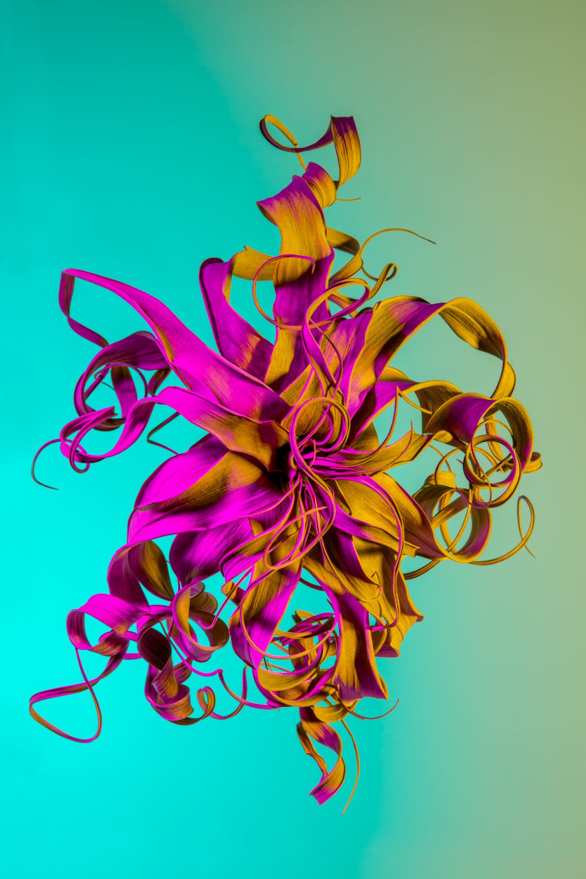 Otherworldly Botanicals Mesmerizing Chromatic Plant Portraits By Lindsey Rickert 1