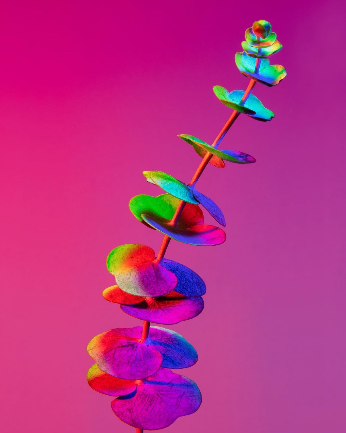 Otherworldly Botanicals Mesmerizing Chromatic Plant Portraits By Lindsey Rickert 2