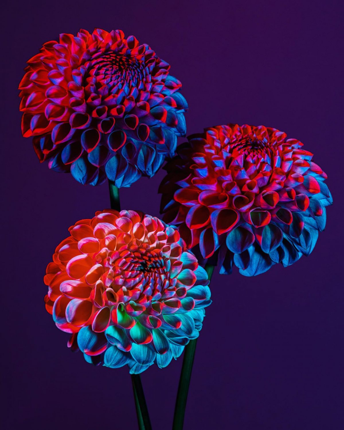 Otherworldly Botanicals Mesmerizing Chromatic Plant Portraits By Lindsey Rickert 3