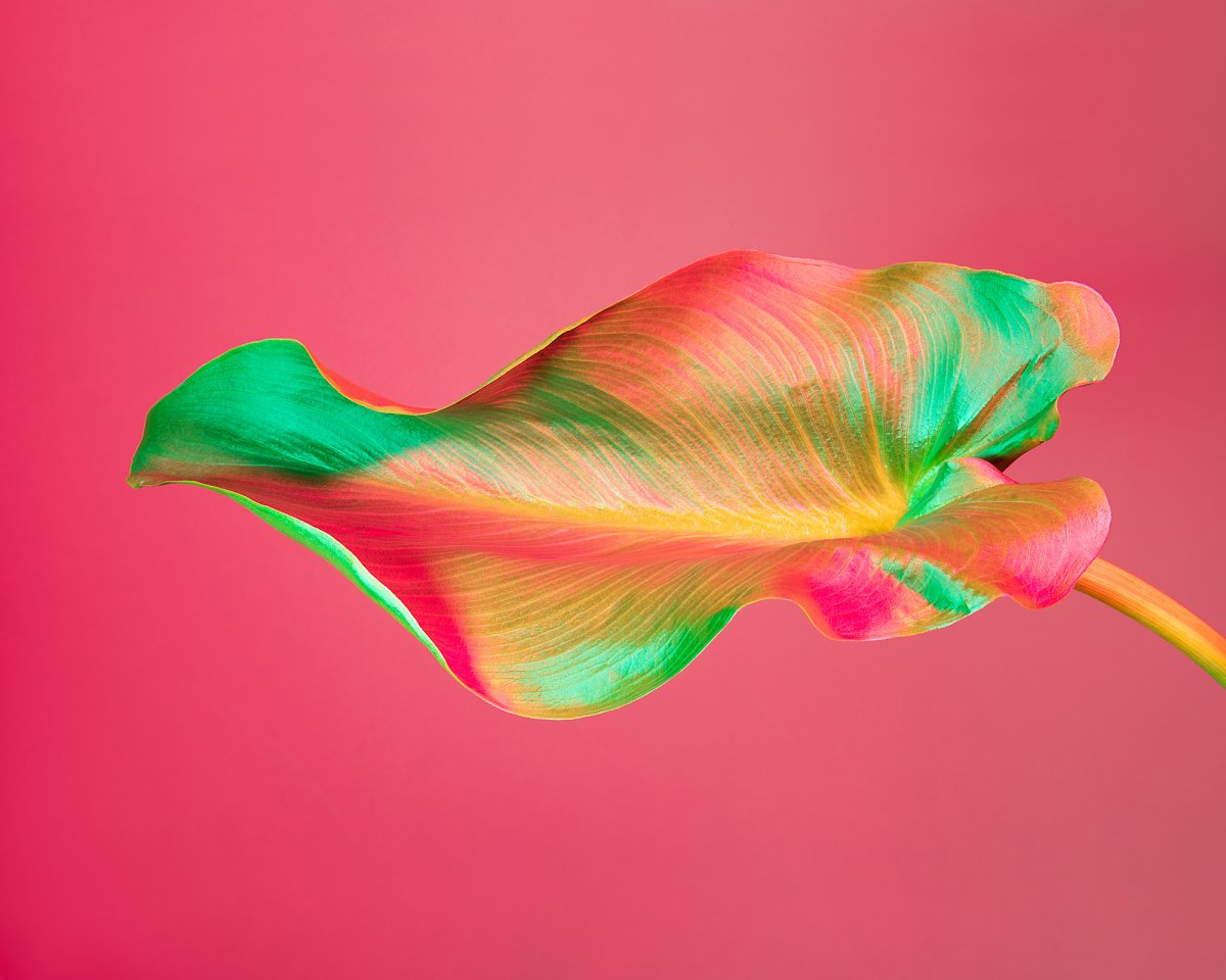 Otherworldly Botanicals Mesmerizing Chromatic Plant Portraits By Lindsey Rickert 6