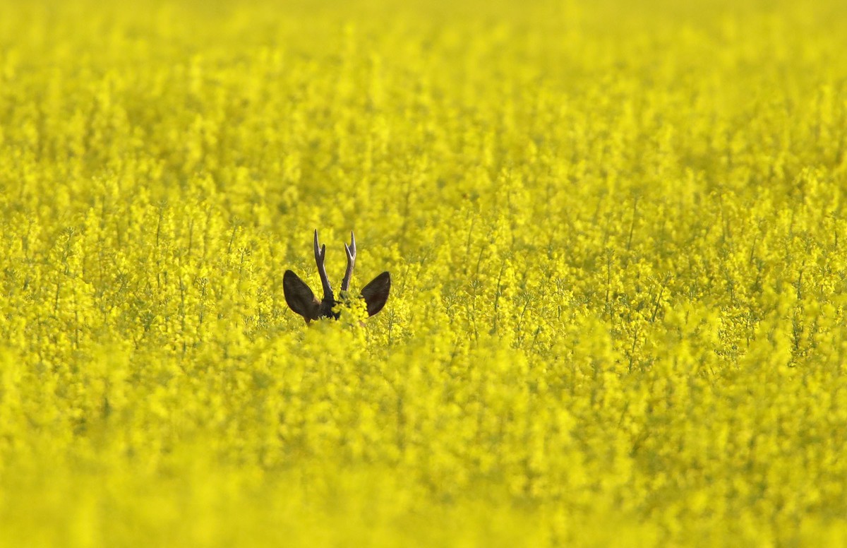 35 Photos That Show How The Earth Would Be Like After People 17