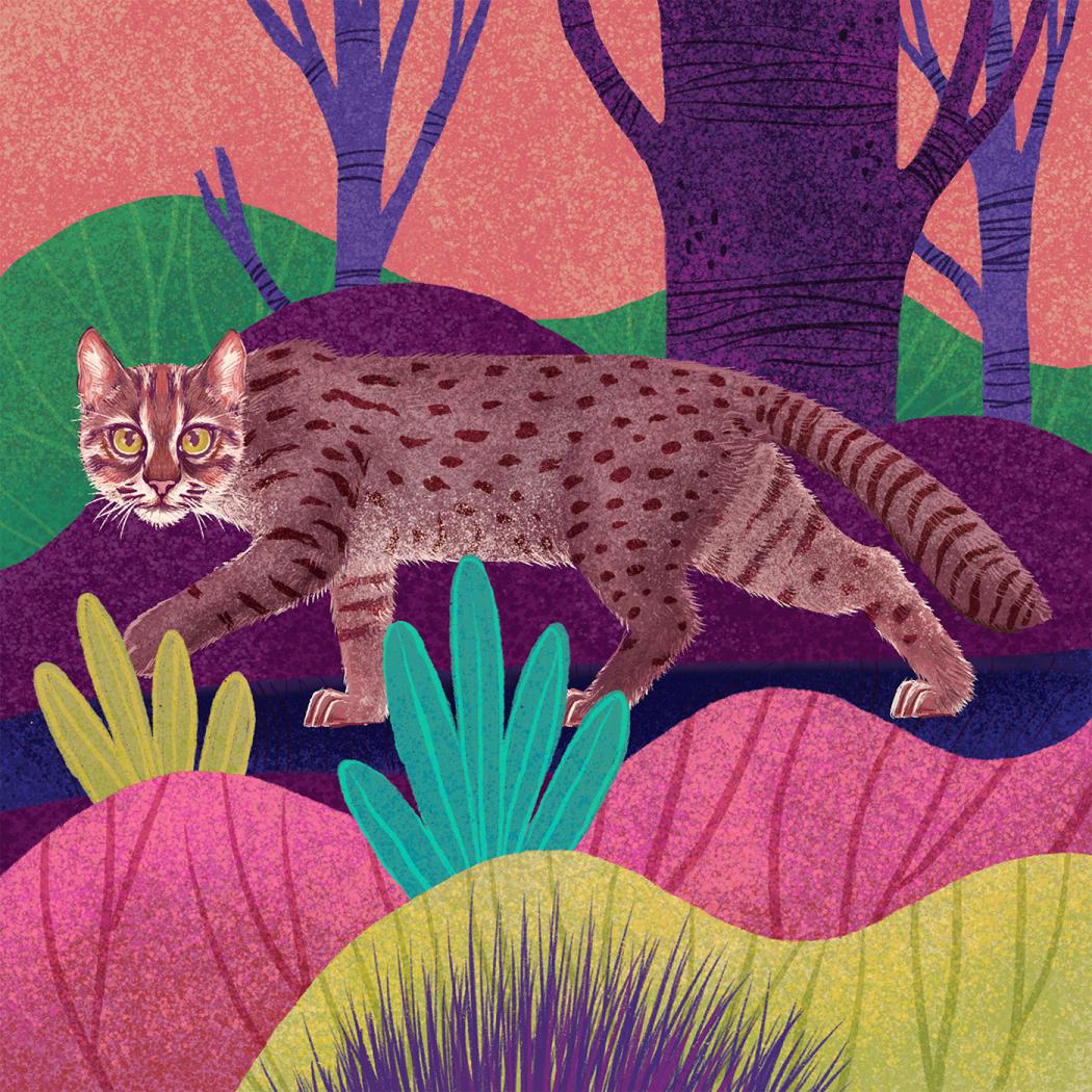 Fantastic Felines A Fascinating Animal Illustration Series By Rohan Dahotre 11