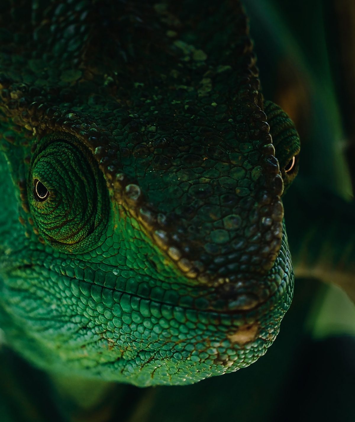 Wonderful Photography Series On Madagascars Fauna By Ben Simon Rehn 1