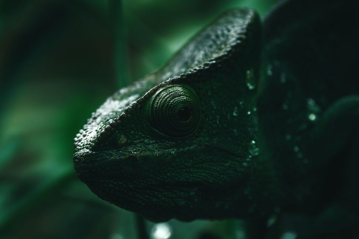 Wonderful Photography Series On Madagascars Fauna By Ben Simon Rehn 3