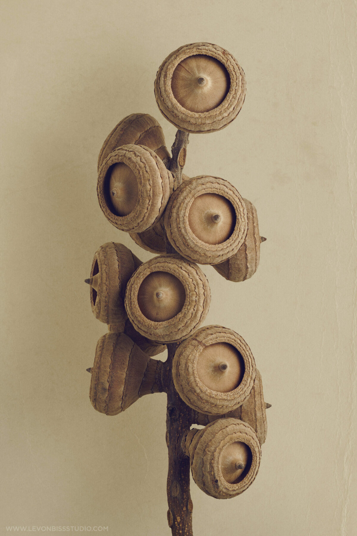 The Beauty Of Dried Seeds And Fruits Revealed By Levon Biss 4