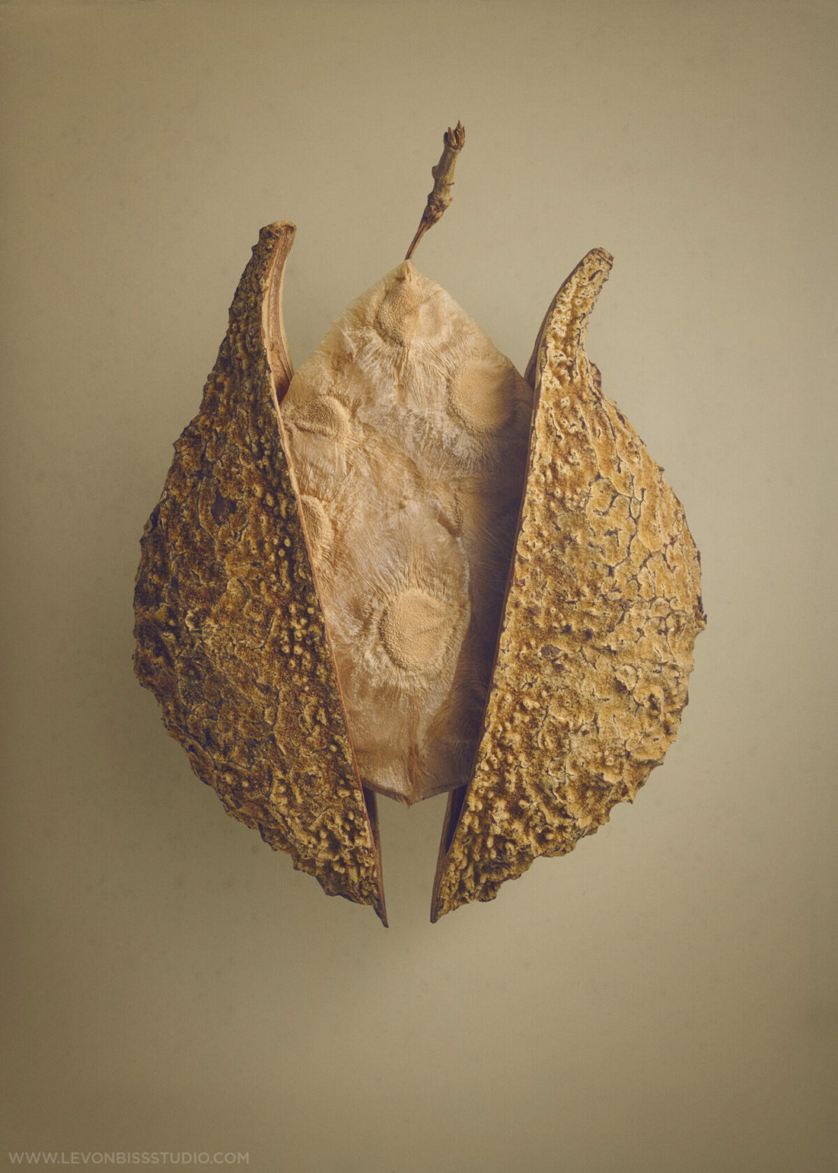The Beauty Of Dried Seeds And Fruits Revealed By Levon Biss 8