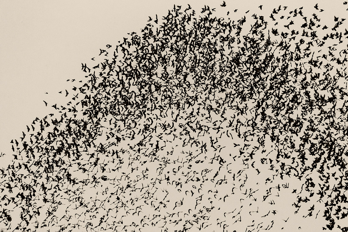 Black Sun Amazing Photography Series By Soren Solkaer 5