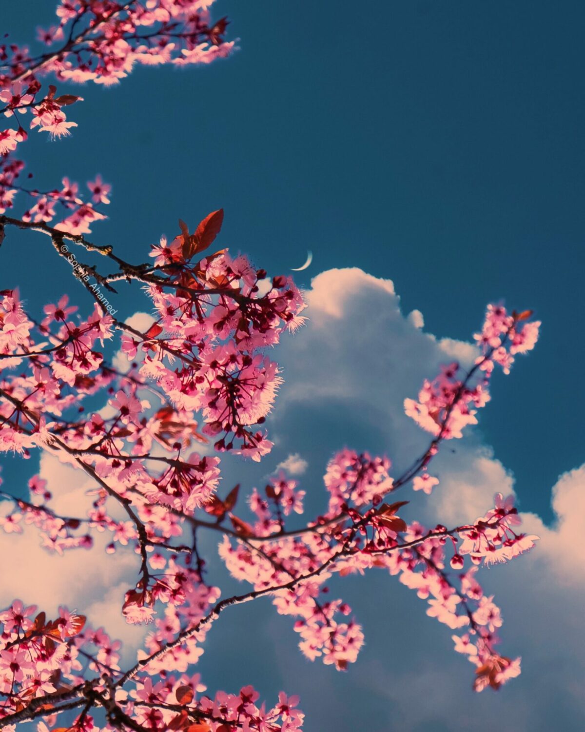 Dark Night The Stunning Flower Photography Of Sophia Ahamed 1