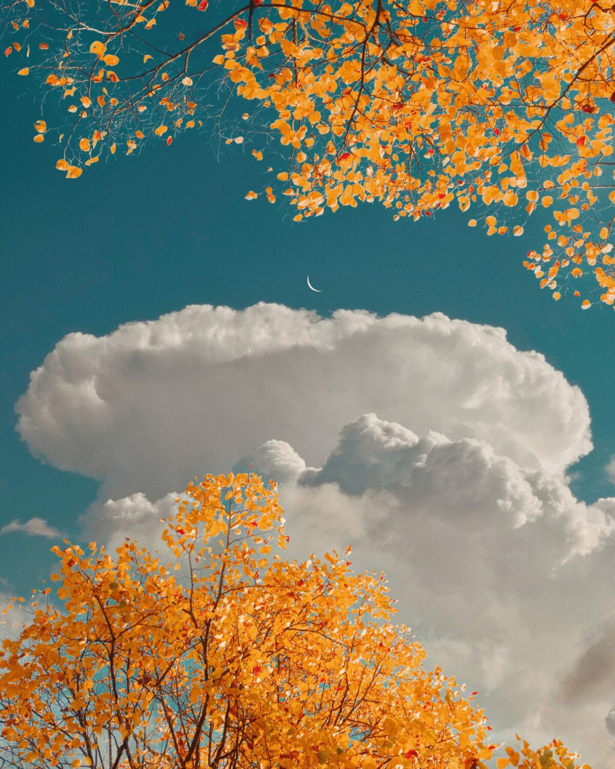 Dark Night The Stunning Flower Photography Of Sophia Ahamed 5