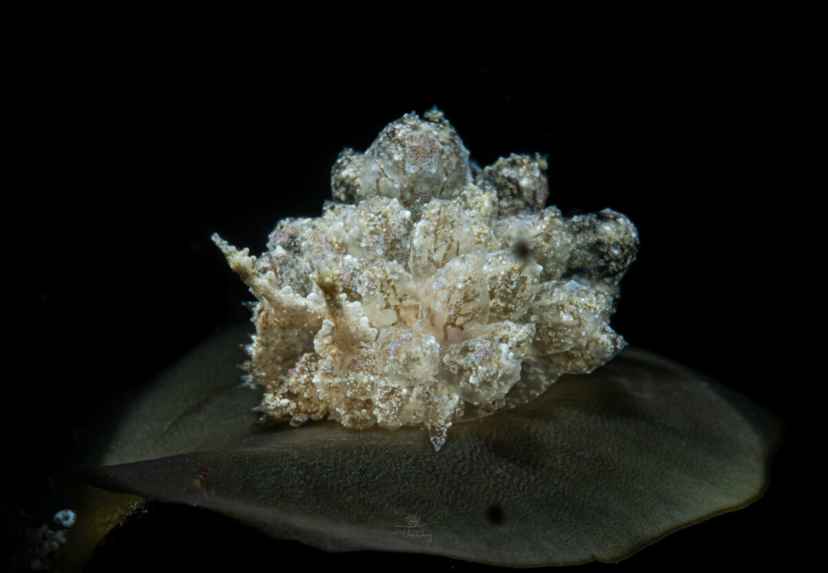 The Fantastical Underwater Macro Photography Of Joe Chang 10