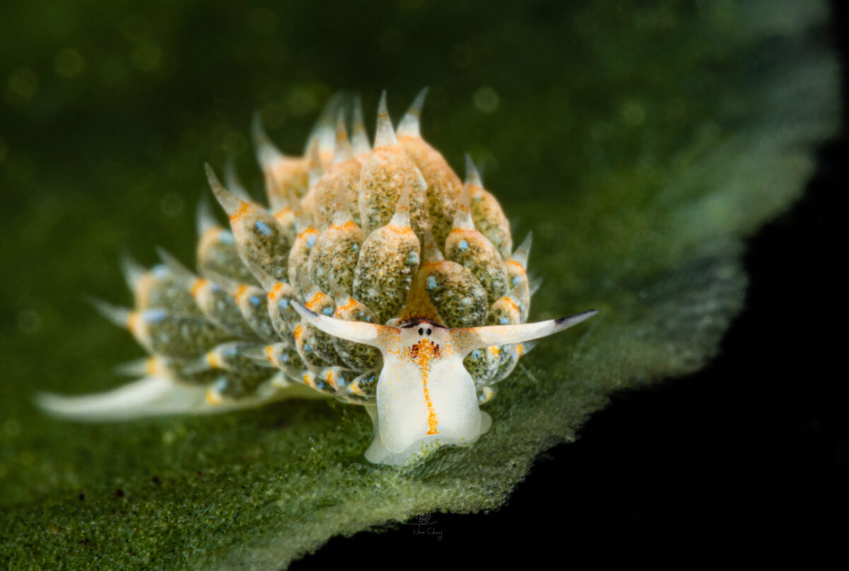 The Fantastical Underwater Macro Photography Of Joe Chang 12