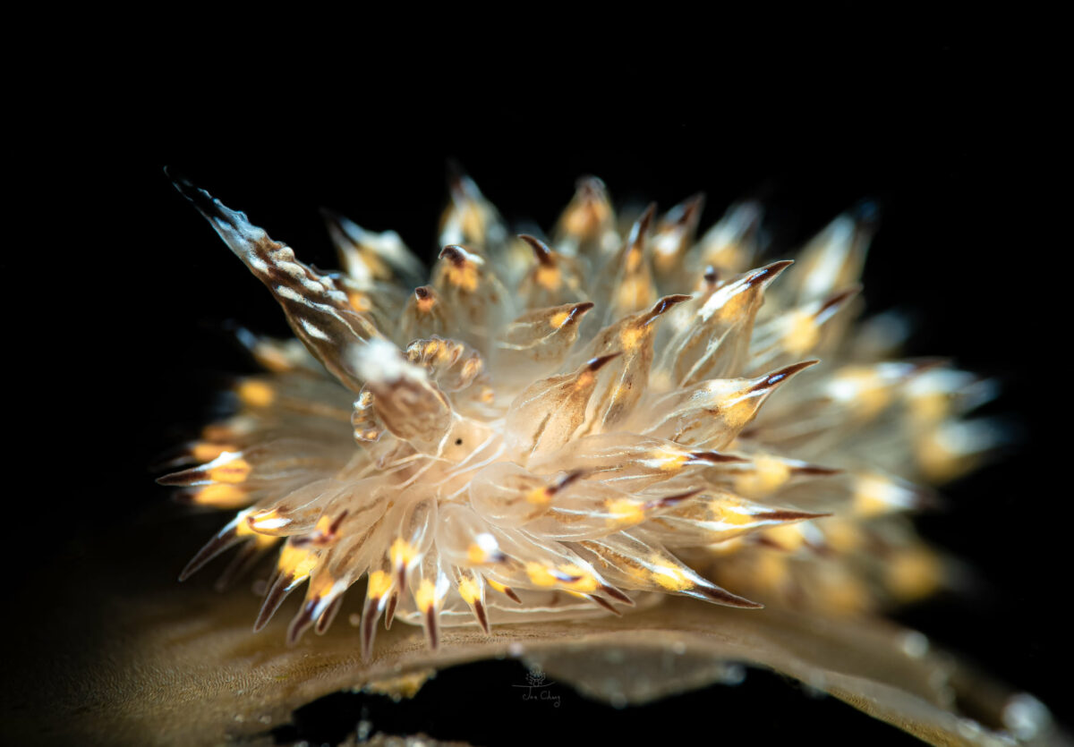 The Fantastical Underwater Macro Photography Of Joe Chang 13