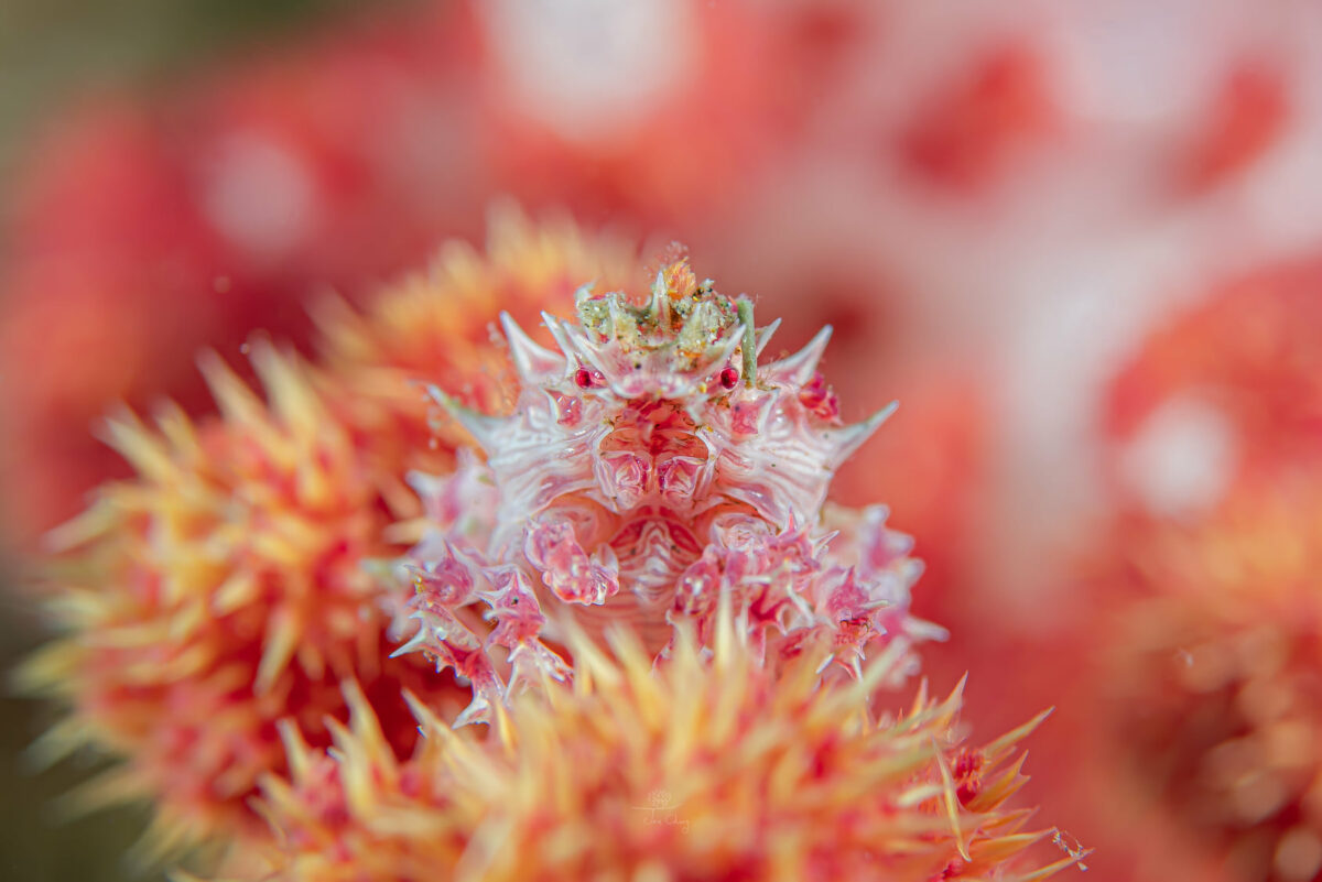 The Fantastical Underwater Macro Photography Of Joe Chang 14