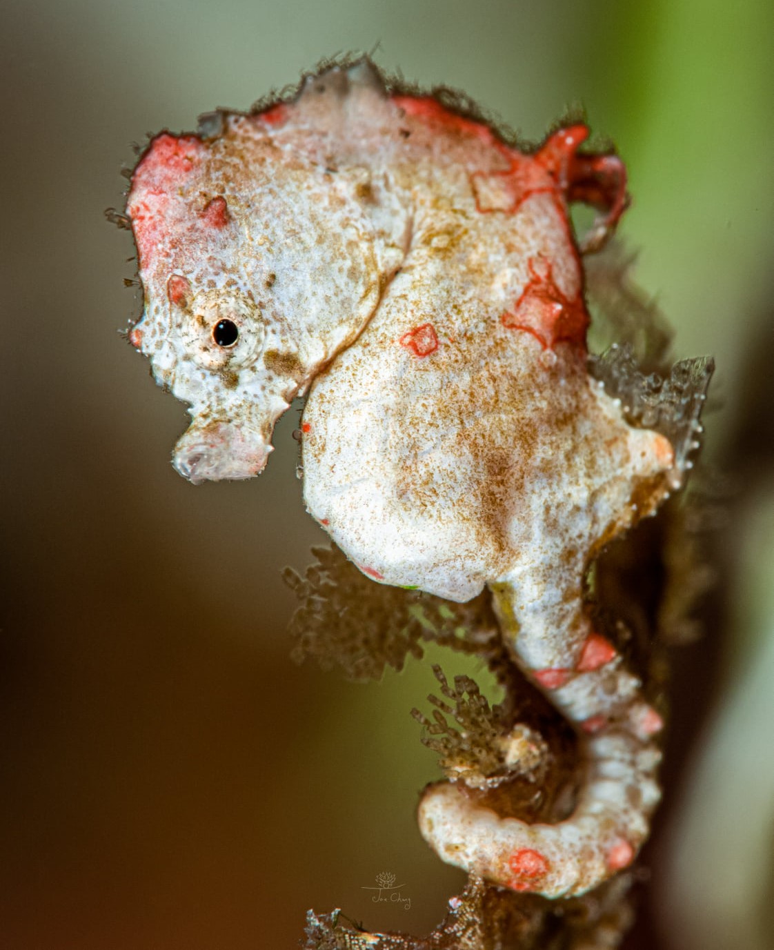 The Fantastical Underwater Macro Photography Of Joe Chang 15