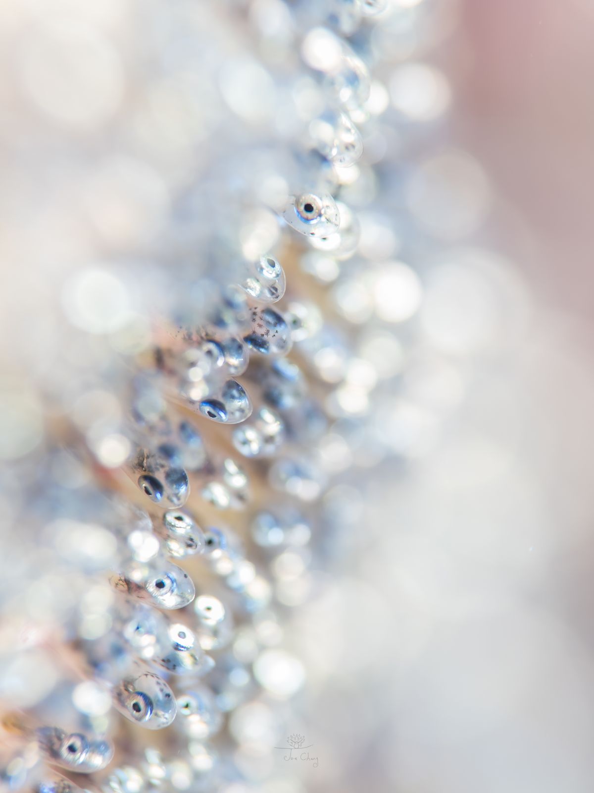 The Fantastical Underwater Macro Photography Of Joe Chang 16