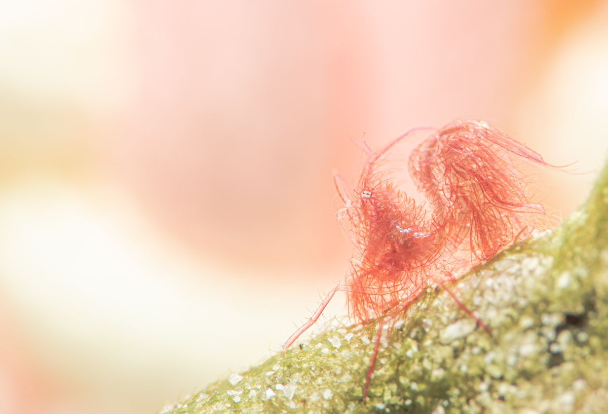 The Fantastical Underwater Macro Photography Of Joe Chang 17