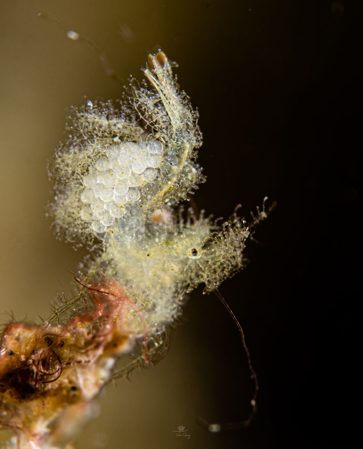 The Fantastical Underwater Macro Photography Of Joe Chang 18